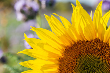 Sonnenblumen auf einem Feld, eine Großaufnahme von einer Sonnenblume