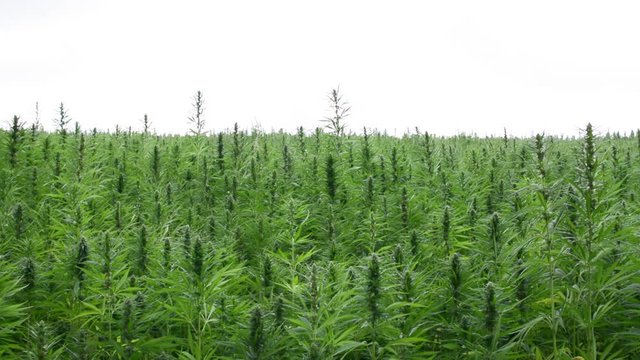 canabis on marijuana field ganja farm sativa leaf weed medical hemp hash plantation cannabis legal or illegal drug