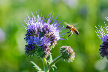 Rainfarn-Büschelschön (Phacelia tanacetifolia) und eine Biene