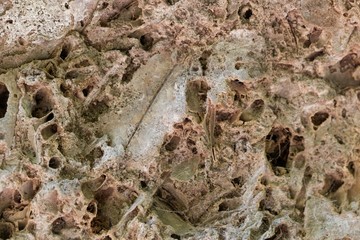 Fragments of fossil leaves in a calcareous tufa