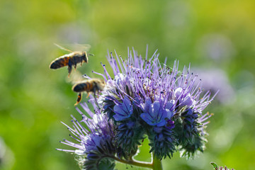 Rainfarn-Büschelschön (Phacelia tanacetifolia) und eine Biene