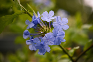 blue flowers on green background