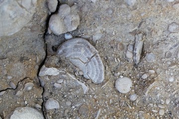 Fossil nummulite, a large single-celled organism