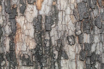 Closeup Tree Bark Texture Background	