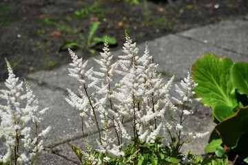 Flowers of False Spirea (Astilbe Brautschleier). Astilbe is a genus of 18 species of rhizomatous flowering plants in  the Saxifragaceae family.