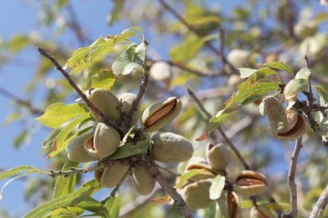 Branches of an almond tree with fruits.