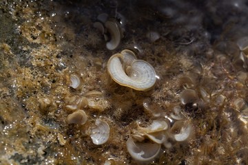 Peacock tail brown algae, Padina pavonica