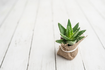 Aloe succulent on wood background in burlap wrap