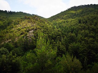 View of green forest - mediterranean forest during summer 