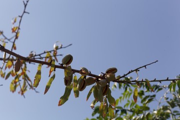 Branches of an almond tree with fruits.