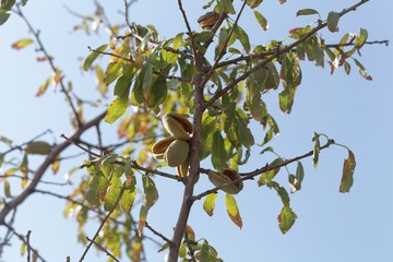 Branches of an almond tree with fruits.