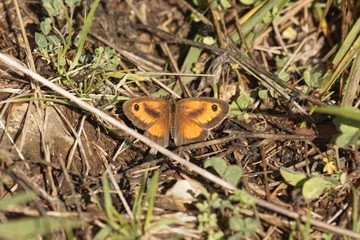 Gatekeeper or hedge brown butterfly, Pyronia tithonus