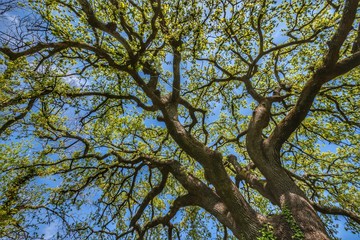 Fototapeta na wymiar Oak tree. Quercus is a genus of plants belonging to the Fagaceae family, comprising the trees commonly called oaks.
