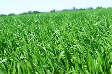 Young green wheat grows in a field.