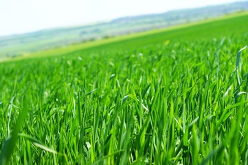 Obraz premium Young green wheat grows in a field.