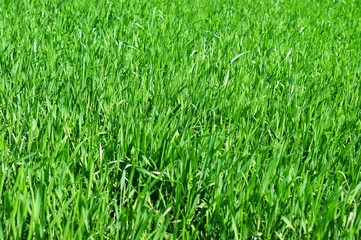 Young green wheat grows in a field.
