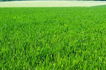 Young green wheat grows in a field.