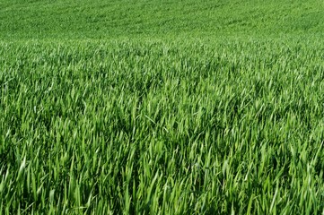 Young green wheat grows in a field.