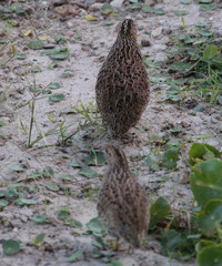 Brown Quail in Australia