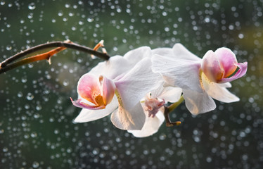 white orchid and rain drops in background