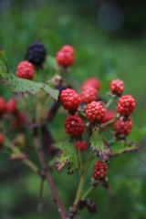 berries of raspberry on a branch