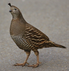 California Quail in New Zealand