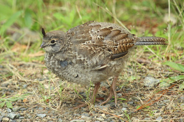 California Quail in New Zealand