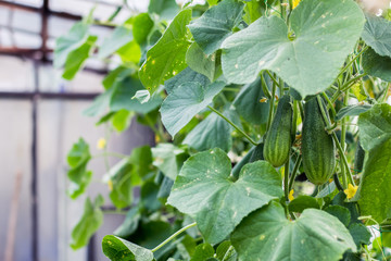 Obraz premium Fresh bio cucumbers in greenhouse and garden