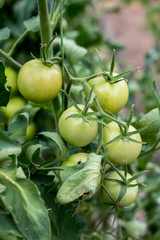 Bunch of green bio tomatoes in greenhouse and garden