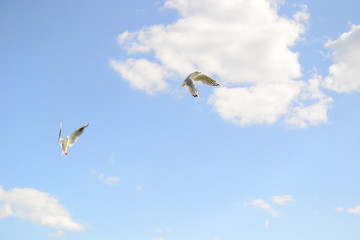 seagull flying in the sky