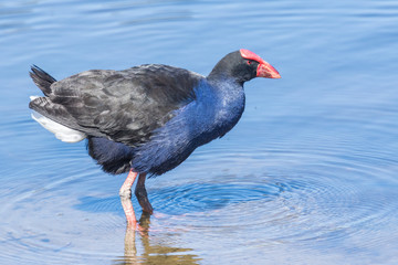 Purple Swamphen in Australasia