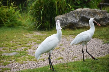 The African Spoonbill (Platalea alba) is a long-legged wading bird of the ibis and spoonbill family Threskiornithidae.
