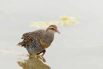 Buff Banded Rail in Australasia