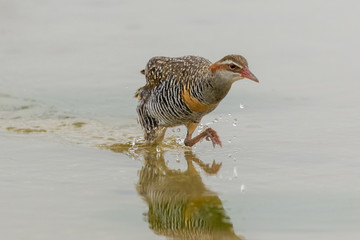 Buff Banded Rail in Australasia