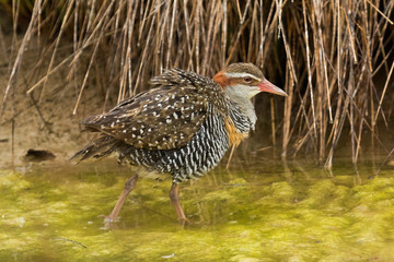 Buff Banded Rail in Australasia