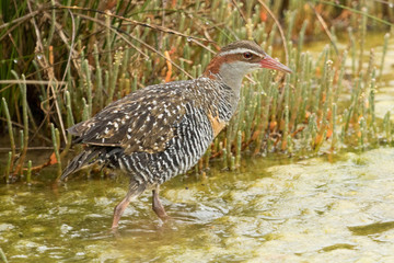 Buff Banded Rail in Australasia