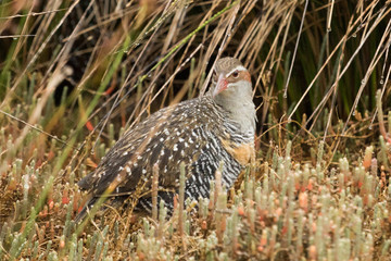 Buff Banded Rail in Australasia