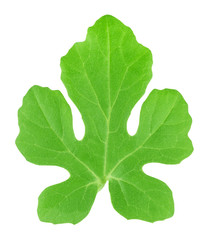 Watermelon leaf isolated on a white. Detailed retouch.