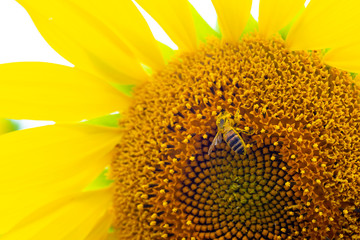 Naklejka premium Closeup macro view of honey collection process, colorful bee pollinating beautiful sunflower, bee picture, working bee