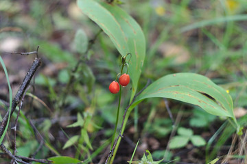 Lily of the valley with red berries