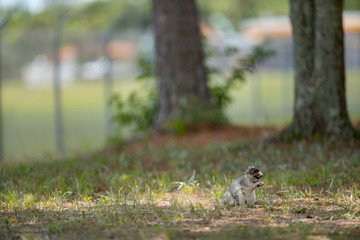Squirrel feasting in the woods