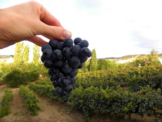 a branch of black grapes in hand