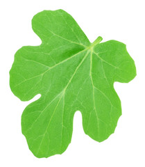 Fototapeta premium Melon leaf isolated on a white. Detailed retouch.