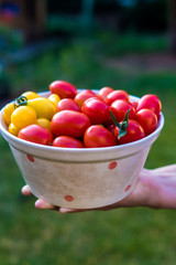Hands holding bowl full of fresh tomatoes