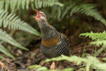 Buff Banded Rail in Australasia
