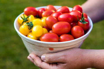 Hands holding bowl full of fresh tomatoes