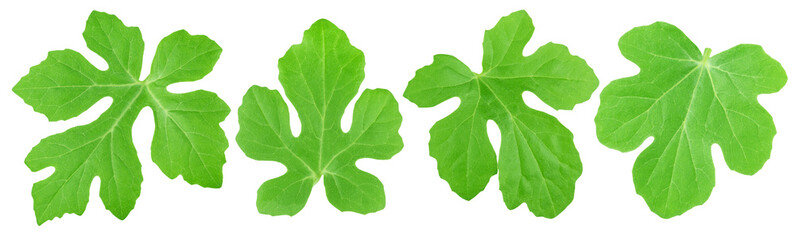 Set of watermelon leaves isolated on a white.