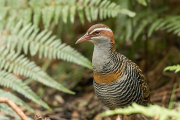 Buff Banded Rail in Australasia