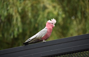 The Galah, (Eolophus Roseicapilla), also known as Rose-breasted Cockatoo or the Pink and Grey....