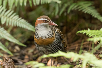 Obraz premium Buff Banded Rail in Australasia